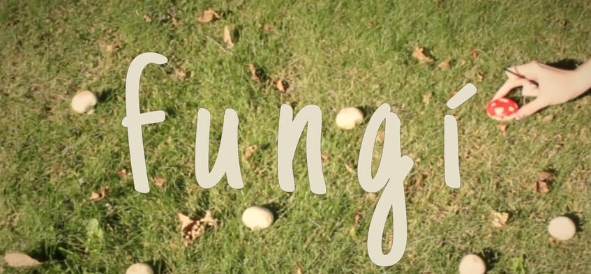 Fungi - Official Music Video